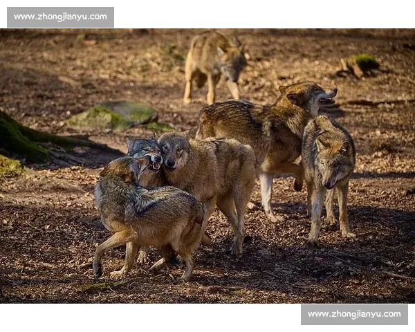 群狼逆袭多伦多：VCT CN 赛区的崛起之路
